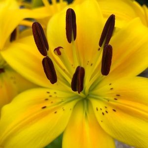 Meet your Posher, Rhonda